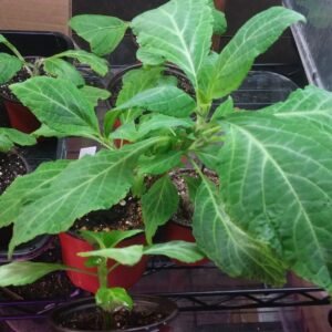 Salvia Divinorum Live Plant