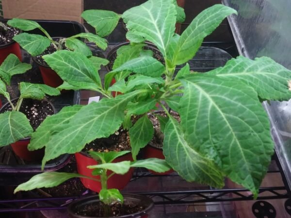 Salvia Divinorum Live Plant